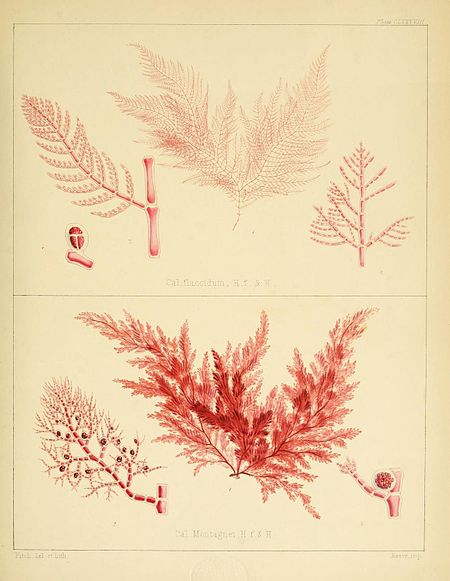 Plate CLXXXVIII; Cal. flaccidum H.f. & H. Cal. Montagnei H.f. & H.; Fitch del. et lith.; Reeve imp.