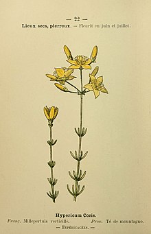 Botanical illustration of H. coris Flore coloriee de poche du littoral mediterraneen de Genes a Barcelone y compris la Corse (6244452550).jpg