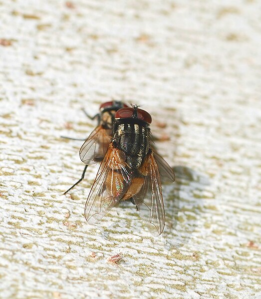 File:Fly October 2007-1.jpg