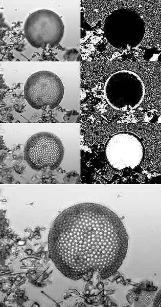 File:FocusStack BrightFieldLightMicroscopy DiatomaceousEarth.jpg