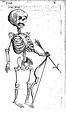 Foetal skeleton with bow and arrow, 17th century Wellcome L0007992.jpg