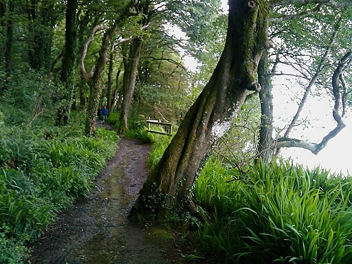 Footpath in Courtmarksherry Wood - geograph.org.uk - 2995853