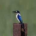 Forest kingfisher 2 (22009798123).jpg