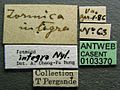 Formica integra casent0103370 label 1.jpg