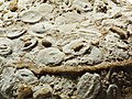 Fossils (8742869375).jpg