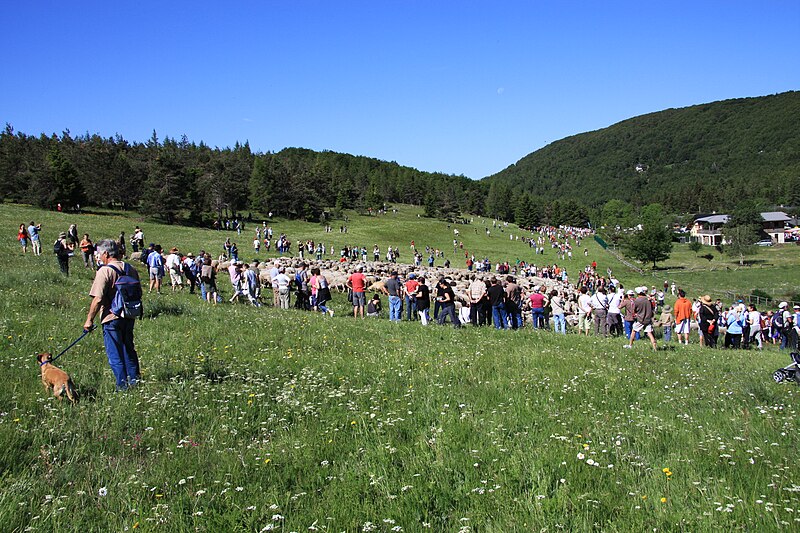 File:France Gard L'Espérou Fête de la transhumance 2009 1189.jpg