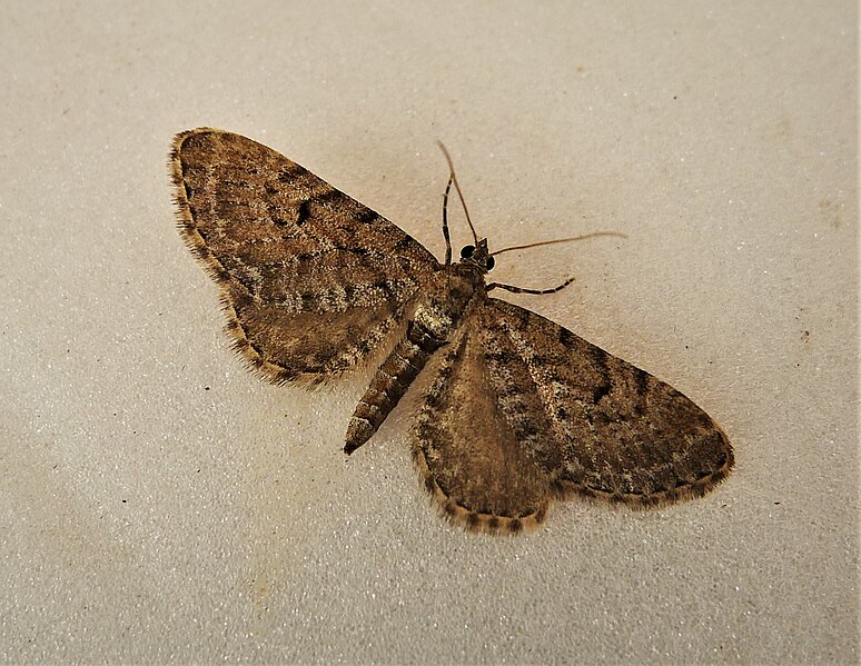 File:Freyer's Pug. Eupithecia intricata arceuthata (48000682428).jpg