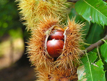 Castanea sativa