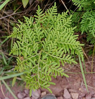 <i>Gaga</i> (plant) Genus of ferns