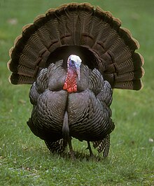 Despite its distinct appearance, the wild turkey is actually a very close relative of pheasants Gall-dindi.jpg