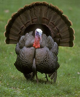 <span class="mw-page-title-main">Wild turkey</span> Species of turkey native to North America