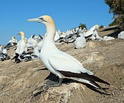 Gannet standing in Black Reef colony.jpg