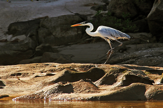 <span class="mw-page-title-main">Araguaia National Park</span>