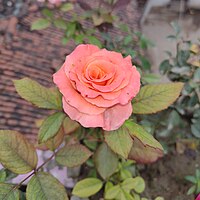 Light orange coloured Rose