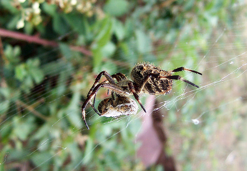 File:Garden orb weaver07.jpg