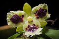 Gastrochilus retrocallus flower with 3 lips