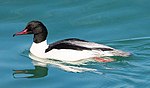 5. Mergus merganser