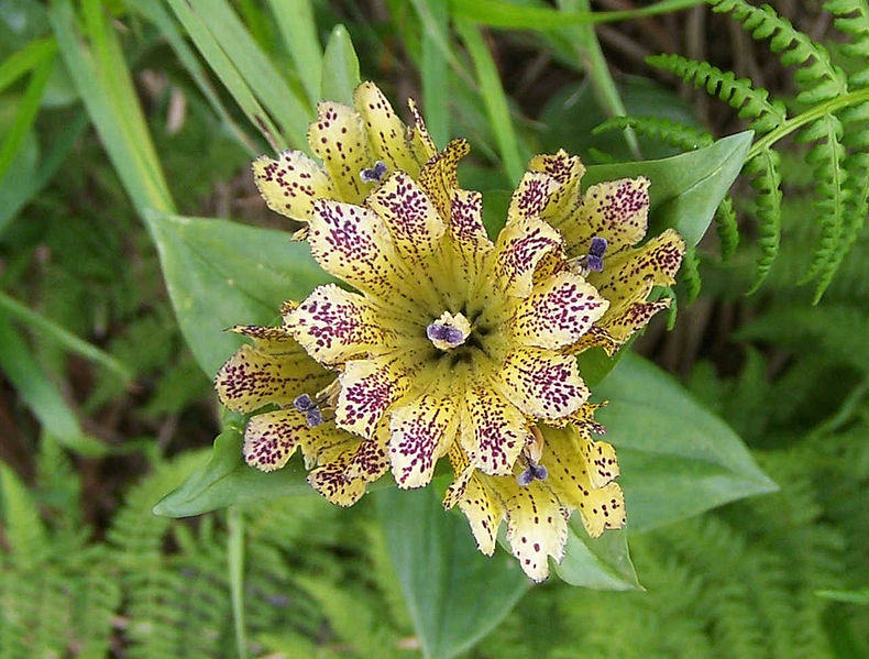 File:Gentiana punctata a1.jpg