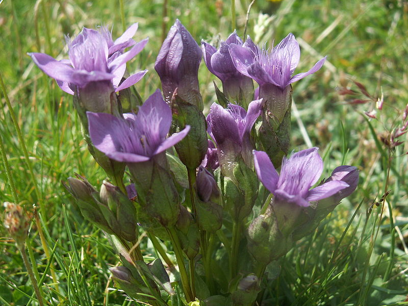 File:Gentianella campestris02.jpg