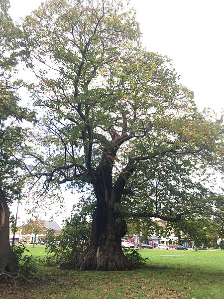 File:George Green Sweet Chestnut (8).jpg