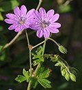 Thumbnail for Geranium pyrenaicum