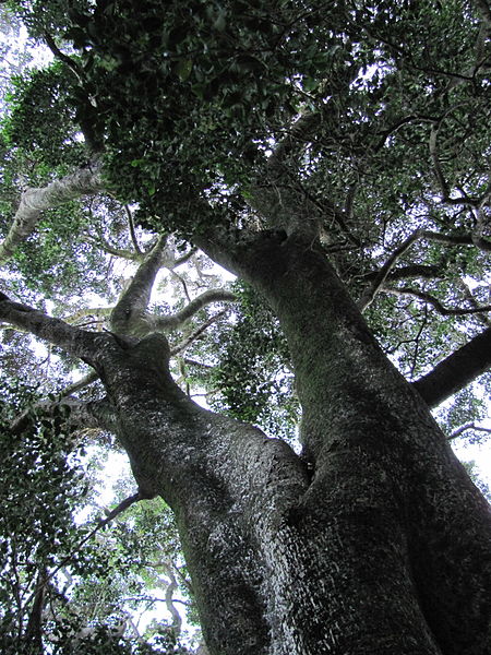 File:Giant Ironwood Tree - Olea capensis macrocarpa - Newlands Forest - Cape Town 1.jpg