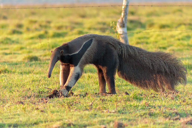 File:Giant anteater - Oso hormiguero (Myrmecophaga tridactyla) (8697863742).jpg