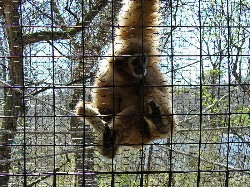 File:GibbonBinderZoo.JPG