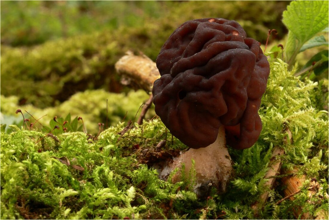 Gyromitra