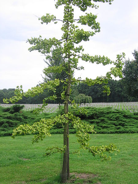 File:Ginko-boomysselsteyn.jpg