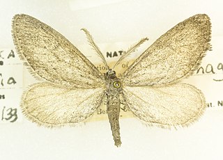 <i>Glaucina magnifica</i> Species of moth