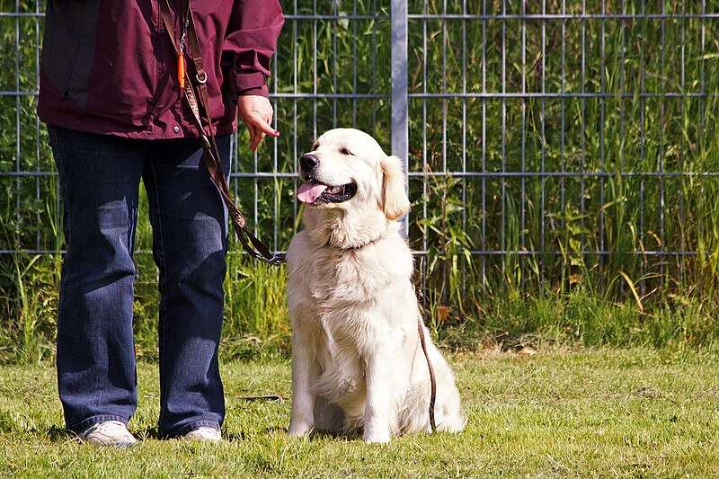 File:Golden Retriever bei der Dummy-Arbeit (10575658375).jpg