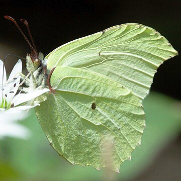 Gonepteryx mahaguru