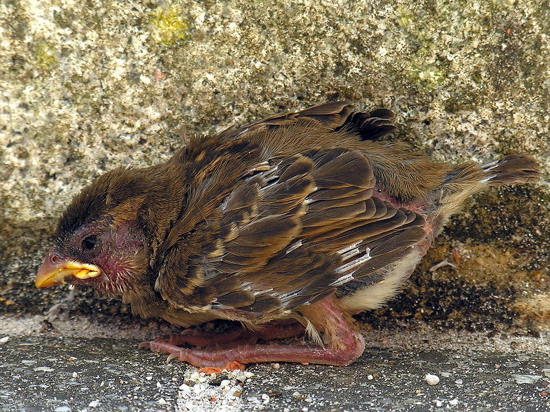 File:Gorrión.passer.domesticus.chick.jpg