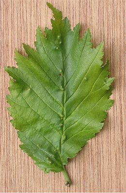 Golden elm (Ulmus × hollandica 'Wredei')