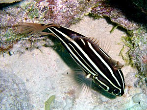 Grammistes sexlineatus1.jpg