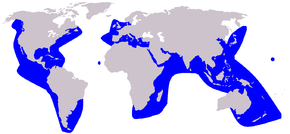 Beschrijving van de Grampus_griseus_distribution.png afbeelding.