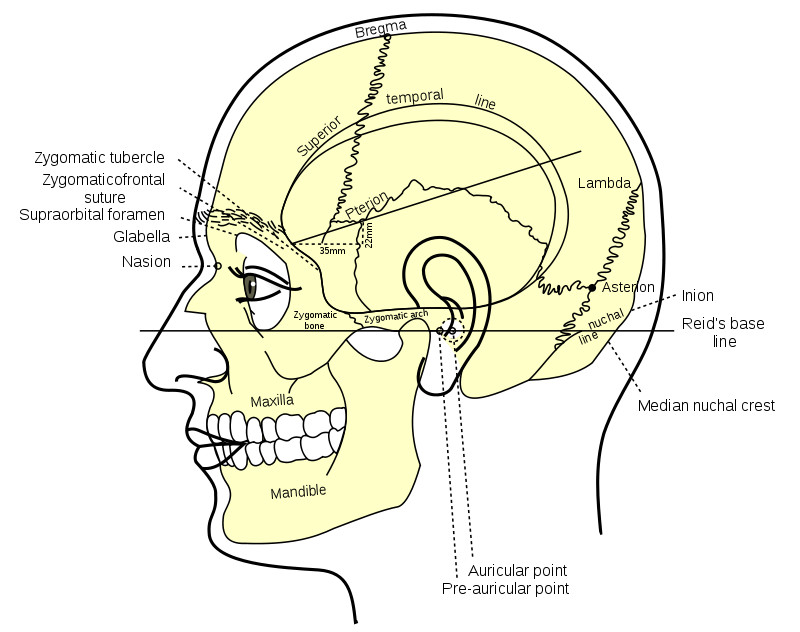 lambda skull