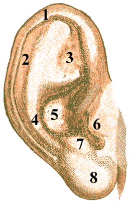 Ушная раковина человека (боковая поверхность) 1 – завиток (helix, icis); 2 – ладья (scapha); 3 – треугольная ямка (fossa triangularis); 4 – противозавиток (anthelix); 5 – раковина (concha auriculae); 6 – козелок (tragus); 7 – противокозелок (antitragus); 8 – мочка (lobulus auriculae)[1].
