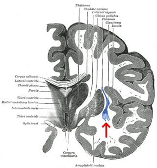 <span class="mw-page-title-main">Claustrum</span> Structure in the brain