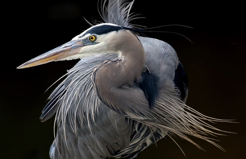 File:Great-blue-heron-1.jpg