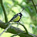 Parus major