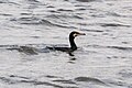 Great cormorant, Rendsburg (P1100532).jpg