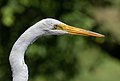 * Nomination Great egret in Green-Wood Cemetery --Rhododendrites 18:09, 23 June 2021 (UTC) * Promotion  Support Good quality. --Nefronus 18:21, 23 June 2021 (UTC)