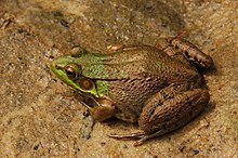 Green frog Green Frog Rana clamitans Facing Left 3008px.jpg