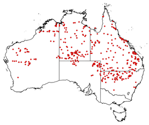 Grevillea striata AVH records-2022-07-20.png