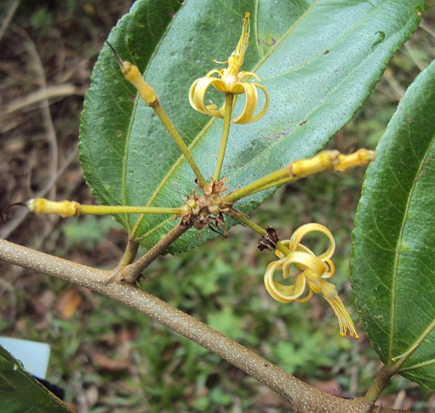 File:Grewia umbellata 21.JPG