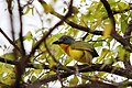 Tree.jpg gri başlı Bushshrike (Malaconotus blanchoti)