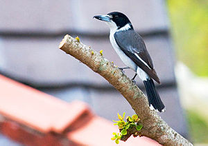 Grey butcherbird (Funnell).jpg