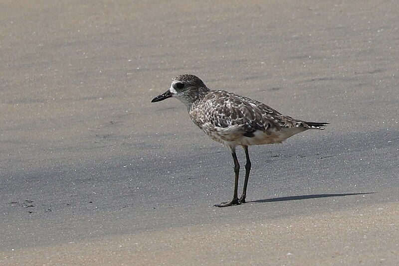 File:Grey plover 01.jpg